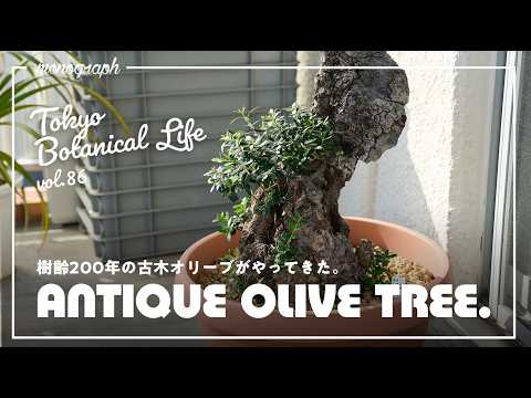 【最高額更新】樹齢200年超えの格好良すぎる植物「古木オリーブ」を買ってしまった【TBL86】