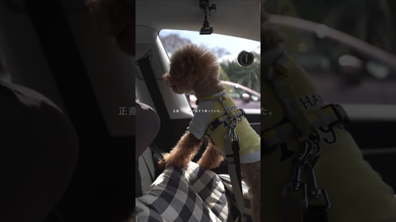 30代 男 テスラで陶器市へ　#Tesla #テスラ #Vlog