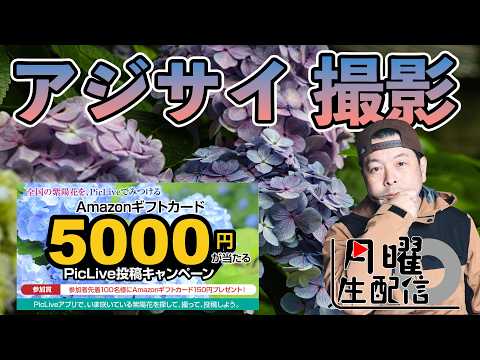 【月曜配信】今週はアジサイ撮影を楽しもう！ゲームの話もしようね！